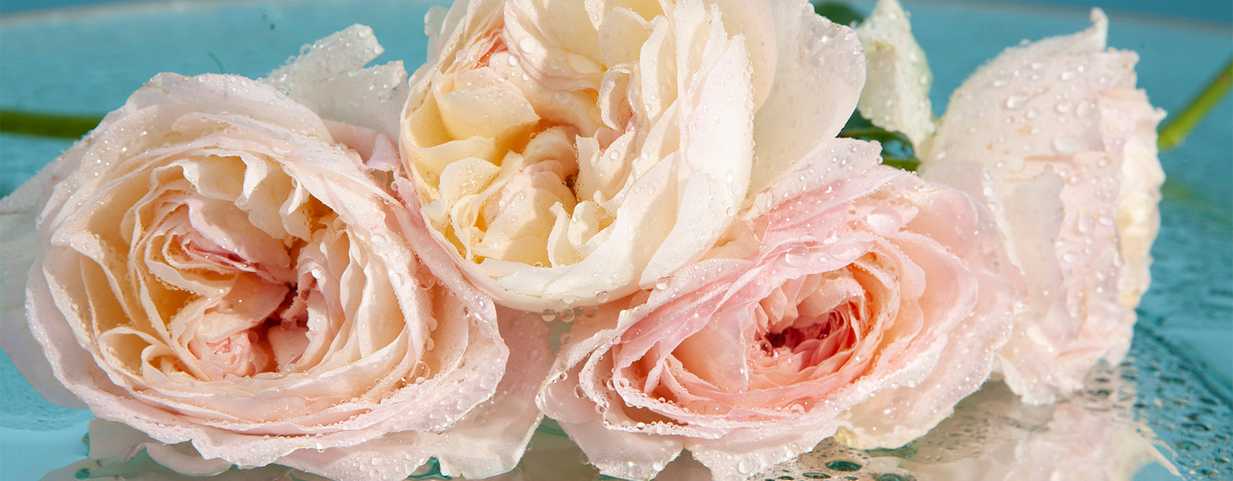 Rose de Mai