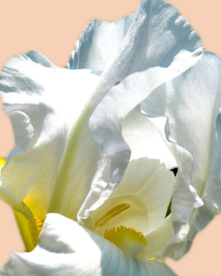 LUMIÈRE D’IRIS - Sample 1.5 ml