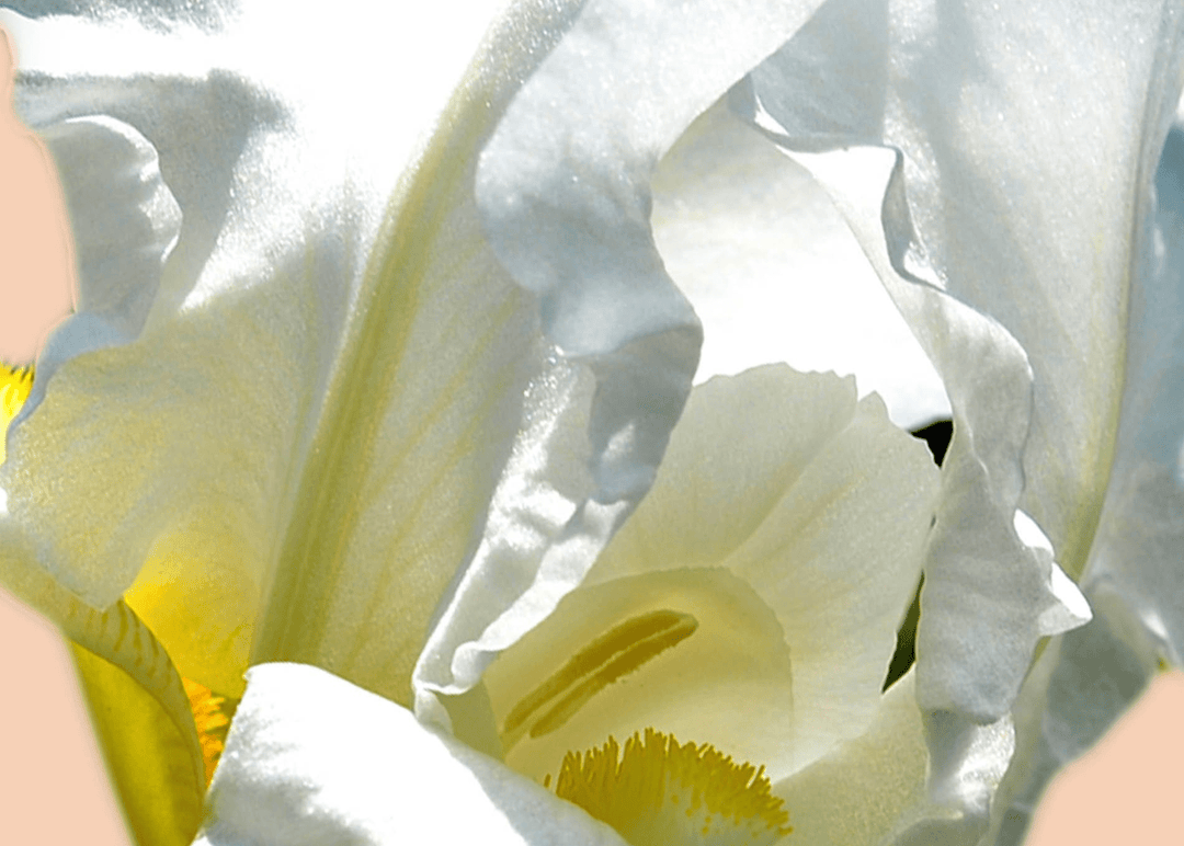 LUMIÈRE D’IRIS - Sample 1.5 ml