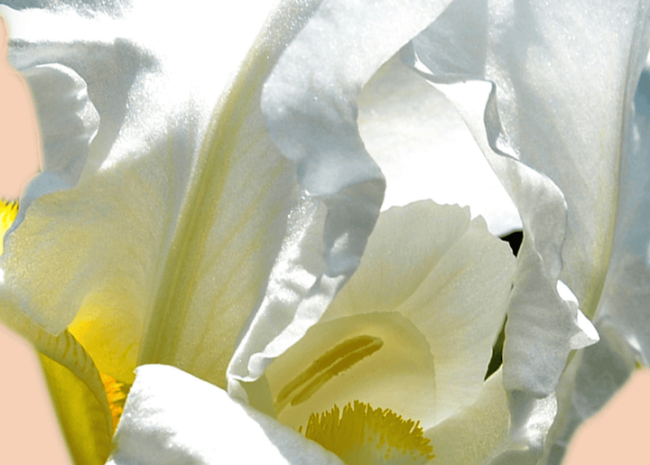 LUMIÈRE D’IRIS - Sample 1.5 ml