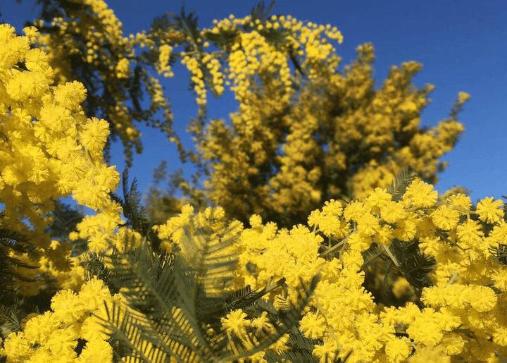 MIMOSA IN THE AIR - Sample 1.5 ml