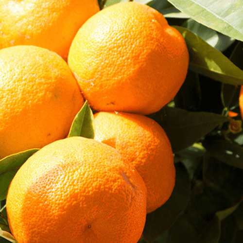 Eau de Parfum - Vibrant Citrusy Woody Perfume BOOSTER EAU DU JOUR - 85 ml