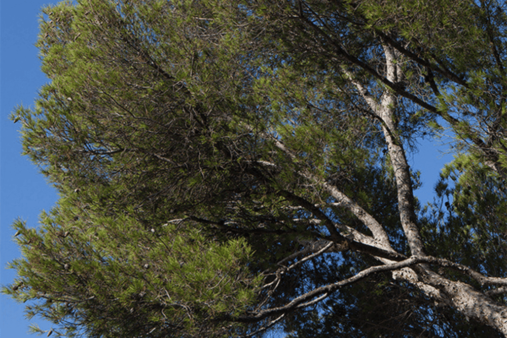 Eau de Parfum - Alluring Resinic Woody Perfume CAP D’ANTIBES - Refill 125 ml