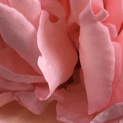 Eau de Parfum - Musk, seductive and comforting Perfume DESERT ROSE - 10ml