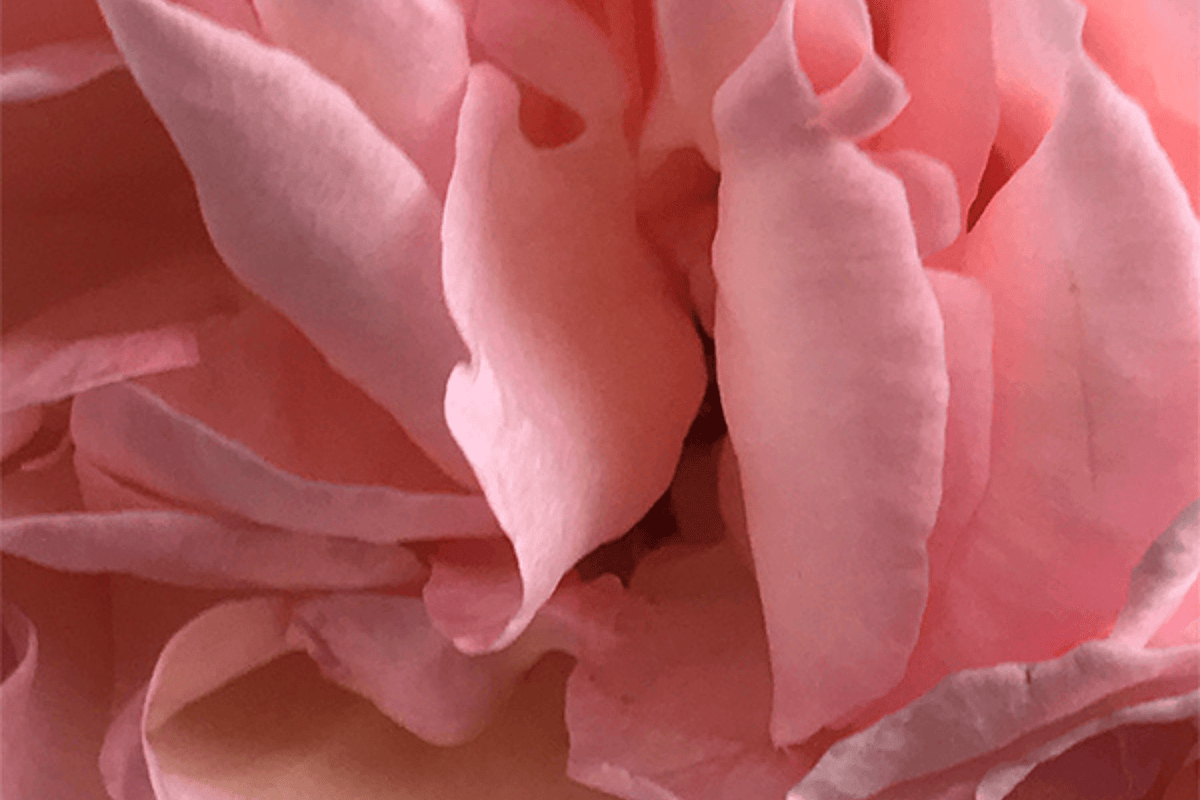 Eau de Parfum - Musk, seductive and comforting Perfume DESERT ROSE - 10ml