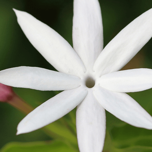 Eau de Parfum - Dazzling White Floral Perfume JASMIN DE MINUIT - Refill 125 ml