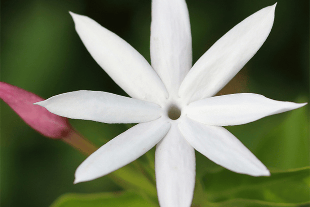 Eau de Parfum - Dazzling White Floral Perfume JASMIN DE MINUIT - Refill 125 ml