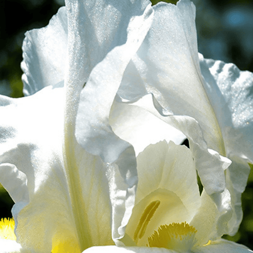 Eau de Parfum - Radiant Woody Floral Perfume LUMIÈRE D’IRIS - Refill 125 ml