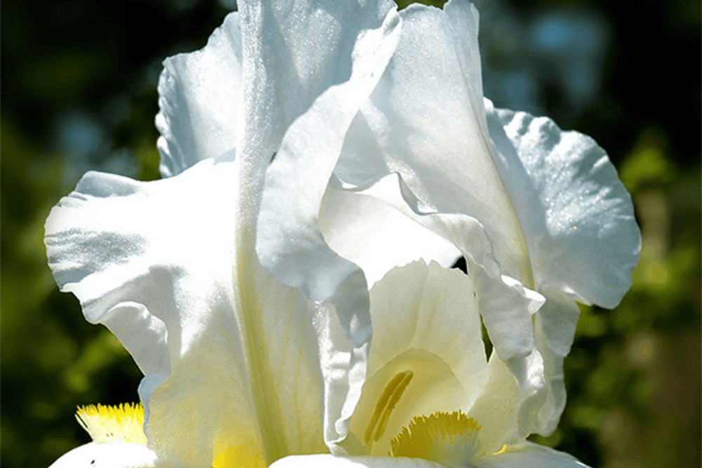 Eau de Parfum - Radiant Woody Floral Perfume LUMIÈRE D’IRIS - Refill 125 ml