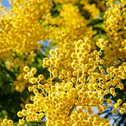 Eau de Parfum - Soft Balmy Floral Perfume MIMOSA IN THE AIR - Refill 125 ml