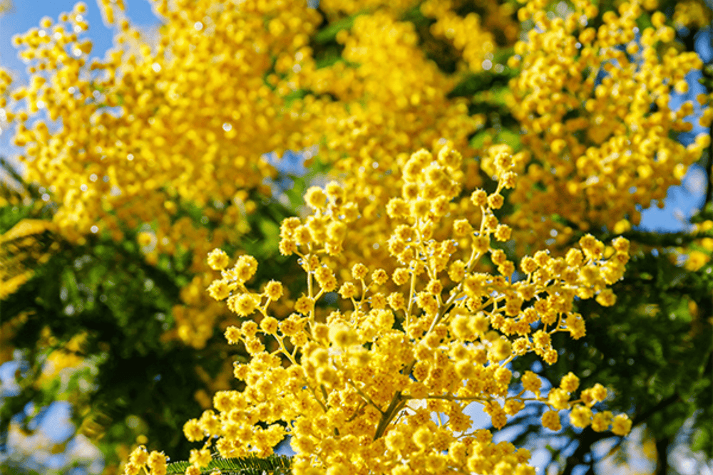 Eau de Parfum - Soft Balmy Floral Perfume MIMOSA IN THE AIR - Refill 125 ml