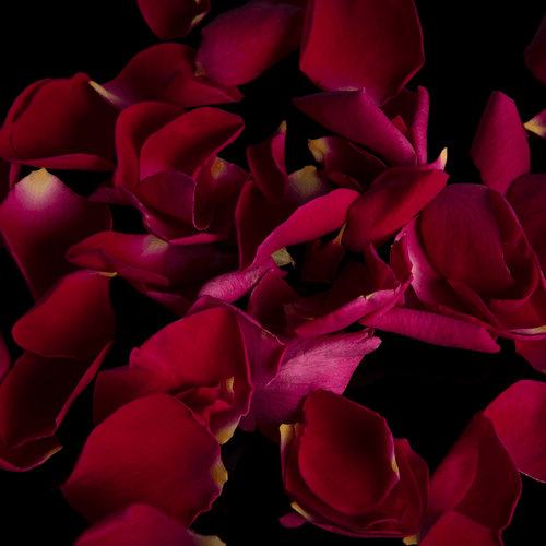 Eau de Parfum - Sensual Woody Oriental Perfume NOIRE DE MAI - 85 ml