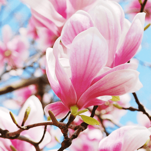 Eau de Parfum - Alluring Resinic Woody Perfume READY FOR ROSÉ - 10ml