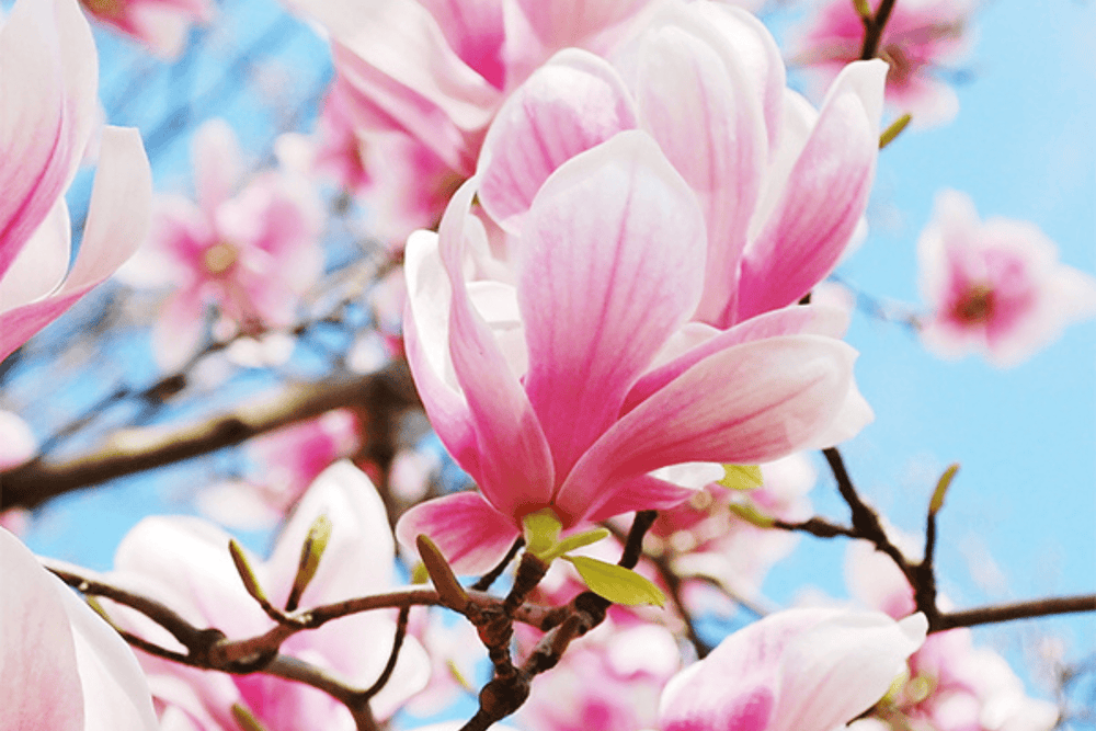 Eau de Parfum - Alluring Resinic Woody Perfume READY FOR ROSÉ - 10ml