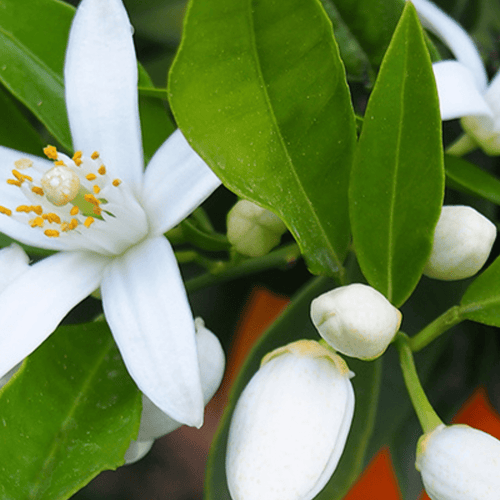 Eau de Parfum - Delicious White Floral Perfume SOUVENIRS DE TUNISIE - 10ml