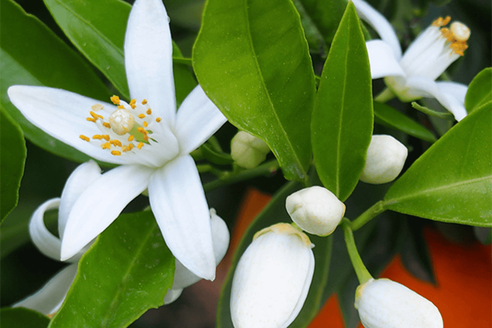 Eau de Parfum - Delicious White Floral Perfume SOUVENIRS DE TUNISIE - Refill 125 ml