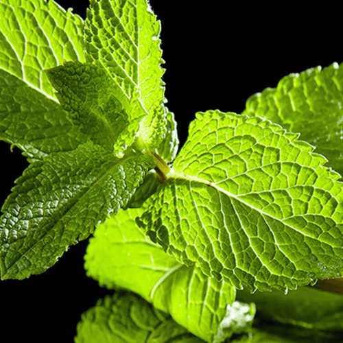 Eau de Parfum - Splashy Green Woody Perfume VERT DÉSIR - Refill 125 ml