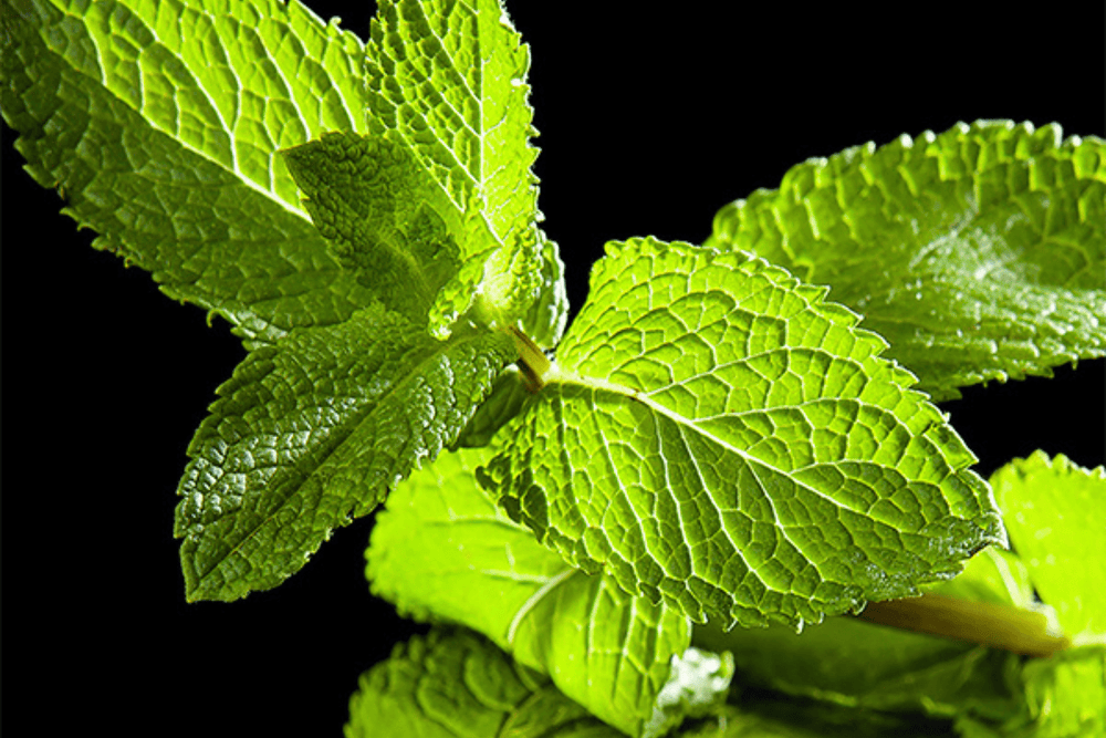 Eau de Parfum - Splashy Green Woody Perfume VERT DÉSIR - Refill 125 ml