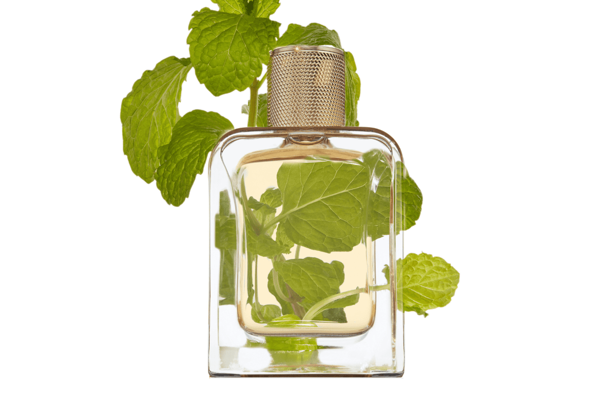 Eau de Parfum - Splashy Green Woody Perfume VERT DÉSIR - 85 ml
