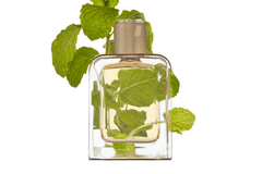 Eau de Parfum - Splashy Green Woody Perfume VERT DÉSIR - 85 ml