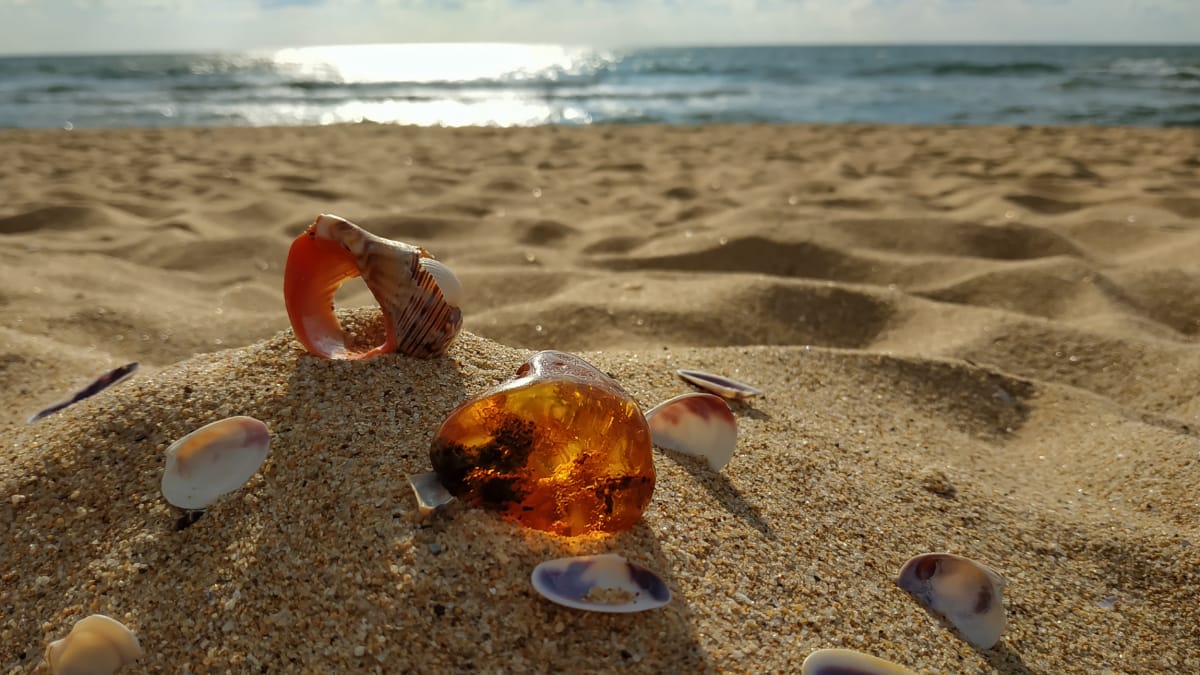 Amber and shells on golden sand