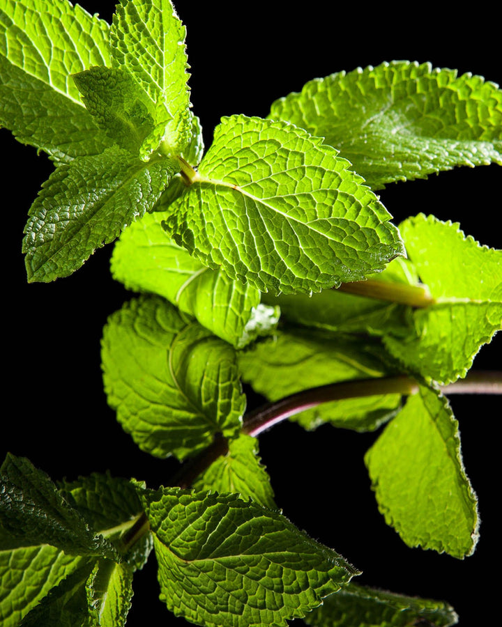 VERT DÉSIR - 85 ml