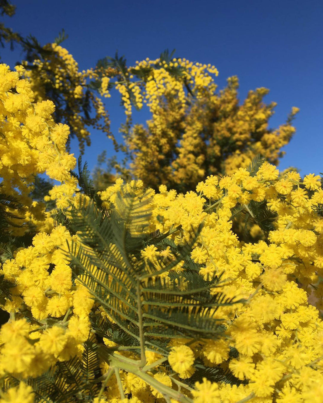 MIMOSA IN THE AIR - Sample 1.5 ml