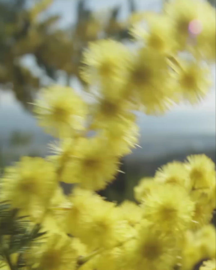 MIMOSA IN THE AIR - Sample 1.5 ml