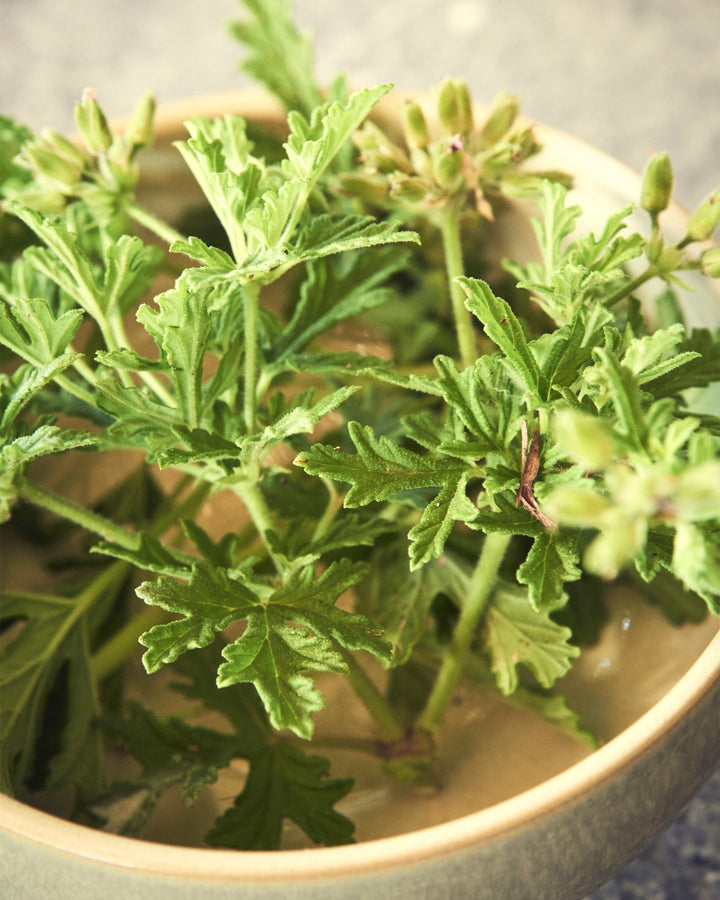 Aromatherapy Eau de Parfum BODY Eau de Parfum 100ml