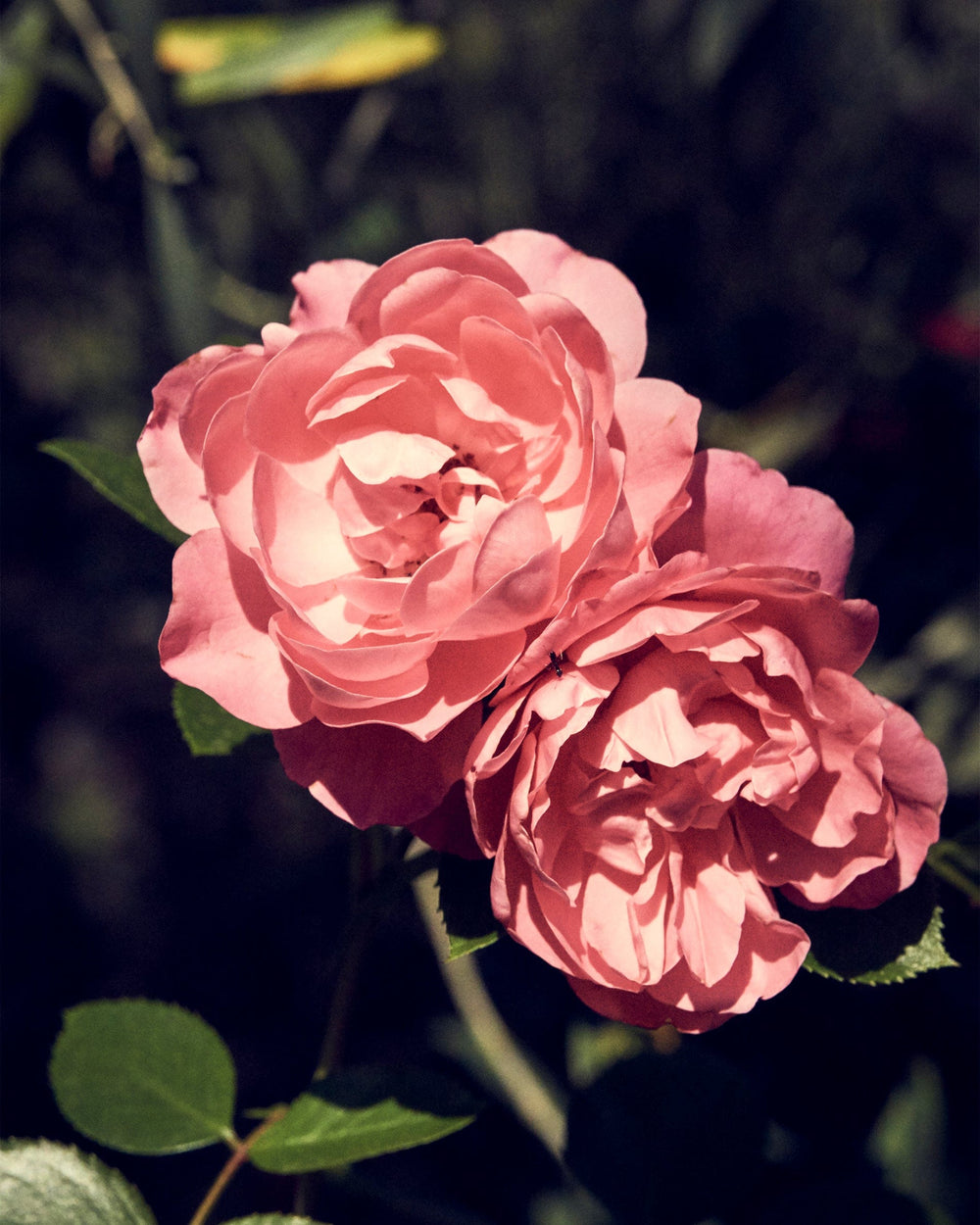 Aromatherapy Eau de Parfum BODY Eau de Parfum 100ml