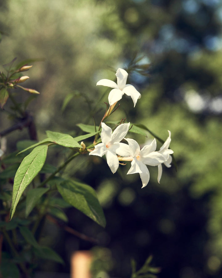 Aromatherapy Eau de Parfum HEART Eau de Parfum 100ml