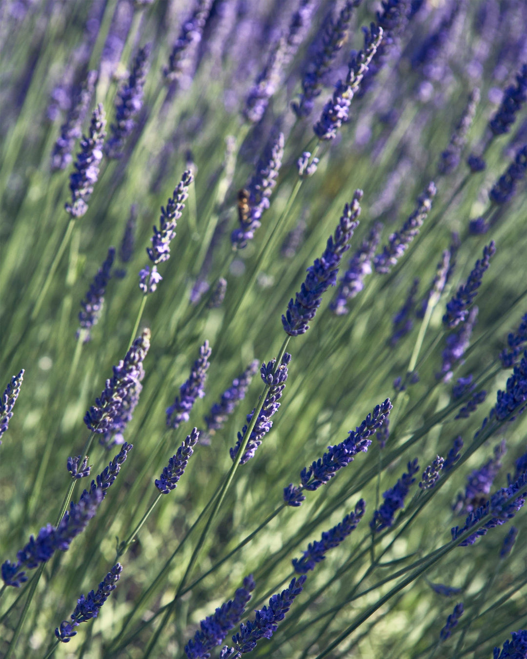 Aromatherapy Eau de Parfum SOUL Eau de Parfum 100ml